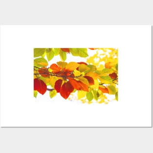 Colourful leaves on a white background Posters and Art